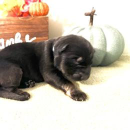 Girl 1 - German Shepherd puppy in Grand Rapids, Michigan from Redmond German Shepherds