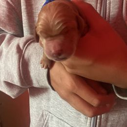 Bernedoodle, Goldendoodle, and Sheepadoodle Puppies from Dhalia’s Doodles