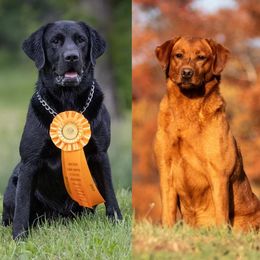 Labrador Retriever puppies from Terranova Retrievers