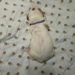 Lavender - Lemon and white female Basset Hound puppy in Columbia, South Carolina from Pawmetto Hounds