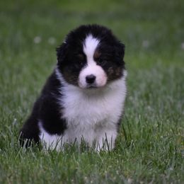 Boy 1 - Black tri-color male Australian Shepherd puppy in Pilot, Virginia from Obsidian Australian Shepherd