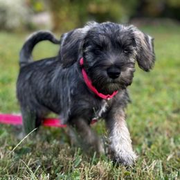Clara - Salt and pepper female Miniature Schnauzer puppy in College Park, Maryland from Canteranos pups