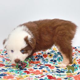 Starhawk - Red tri Miniature Australian Shepherd puppy in Talking Rock, Georgia from Run'n Bear Mini Aussies