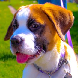 Companion Cross and Saint Bernard Puppies from Coleman Saint Bernards of Ohio