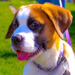 Companion Cross and Saint Bernard Puppies from Coleman Saint Bernards of Ohio