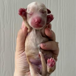 Female 1 - Cream female Dachshund puppy in Somerville, Texas from Shutt Pup's