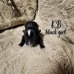 Winnie - Black and tan female Yorkshire Terrier puppy in Goode, Virginia from Glass Hill Yorkies