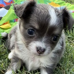Blue Dazzle - Chocolate blue female Chihuahua puppy in Oklahoma City, Oklahoma from Savvy Chihuahuas of Oklahoma