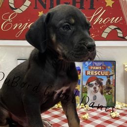 Bellamy - Black Great Dane puppy in Brandon Township, Michigan from DuBord Great Danes