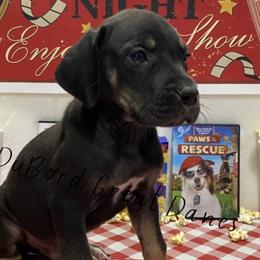 Bellamy - Black Great Dane puppy in Brandon Township, Michigan from DuBord Great Danes