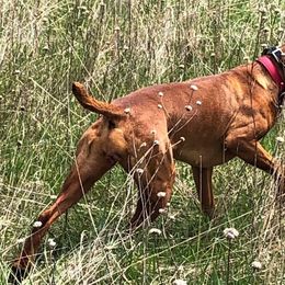 Vizslas from Smoothbore Vizslas