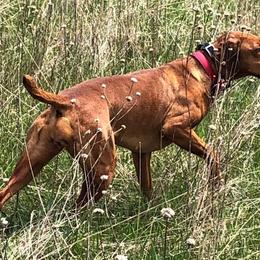 Vizslas from Smoothbore Vizslas