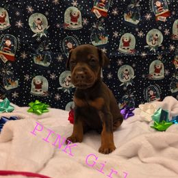 Pink - Red and rust female Doberman Pinscher puppy in Knox, Indiana from Double River Dobermans