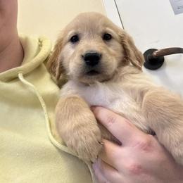 Girl 2 - Dark golden female Golden Retriever puppy in Murrieta, California from The Golden Leash Kennels