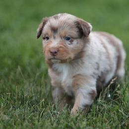Dev - Red merle male Australian Shepherd puppy in Cedar City, Utah from 10-BAR-Y RANCH