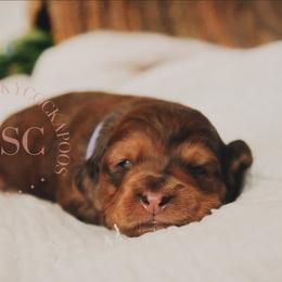 Lavender girl - Sable female Cockapoo puppy in Missoula, Montana from Big Sky Cockapoos