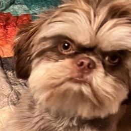 Dobie - Shih Tzu