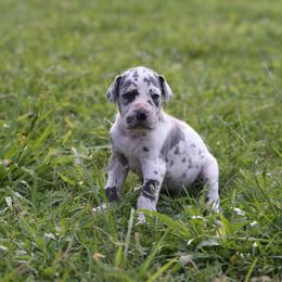 Justice - Harlequin female Great Dane puppy in Rosharon, Texas from Parker's Great Danes