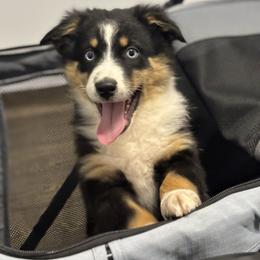 Pink - Black tri female Miniature Australian Shepherd puppy in Arizona from Country Charm Mini Aussies