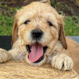 Vacation purple - Apricot male Goldendoodle puppy in Lakeland, Florida from Poodles Doodles Standard and Mini LLC
