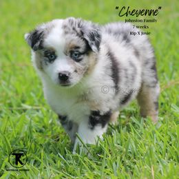 Australian Shepherd, Miniature American Shepherd, Miniature Australian Shepherd, and Toy Australian Shepherd Puppies from TK Standard, Mini, & Toy Aussies