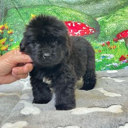 Boy 1 - Black male Newfoundland puppy in Squaw Valley, California from Blossom Trail Kennel