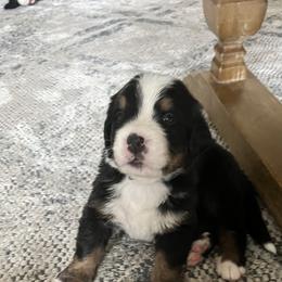 Boy 3 - Black rust and white Bernese Mountain Dog puppy in Michigan from Hummingbird Berners