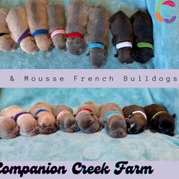 French Bulldog puppies from Companion Creek Farm