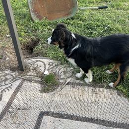 Miniature Australian Shepherd puppies from KAREN K MCPHERSON