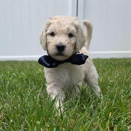 Sailor - Cream male Goldendoodle puppy in Summerfield, North Carolina from Lila's Teddybear Goldendoodles