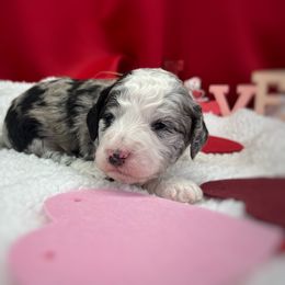 Boy 5 - Blue merle Aussiedoodle puppy in Leitchfield, Kentucky from Salt River Kennels