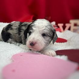 Boy 5 - Blue merle Aussiedoodle puppy in Leitchfield, Kentucky from Salt River Kennels