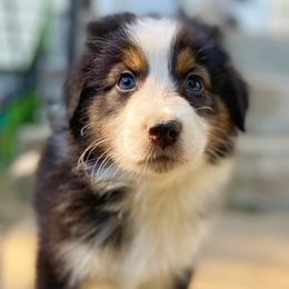 Oogie Boogie - Australian Shepherd puppy in Poway, California from Side Tongue Shepherds