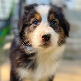 Oogie Boogie - Australian Shepherd puppy in Poway, California from Side Tongue Shepherds
