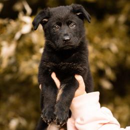 Poison - Bi-color male German Shepherd puppy in Salem, Ohio from von den Kilöff Working German Shepherds