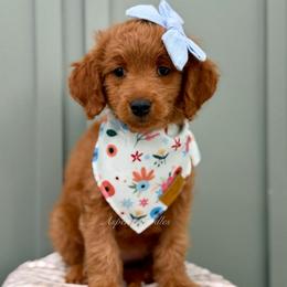 Sage (Lt blue collar) - Apricot female Goldendoodle puppy in Salem, Utah from Aspen Doodles