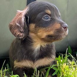 Hazel - Chocolate and tan female Dachshund puppy in Monroe City, Indiana from Monroe’s Hillcrest Dachshunds
