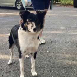 aleah - Miniature Australian Shepherd