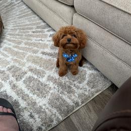 Bernedoodle, Cavapoo, Havanese, and Havapoo Puppies from Lady Paws Puppies - Cassie