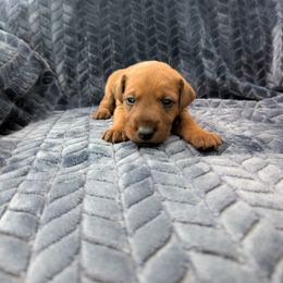 Girl 3 - Red female Irish Terrier puppy in Broadway, North Carolina from Detmore Kennels
