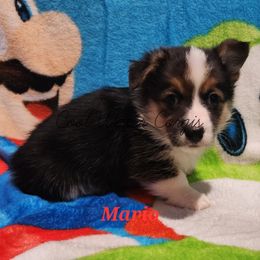 Mario - Black and tan Pembroke Welsh Corgi puppy in Kiowa, Colorado from Cool Water Corgis LLC