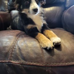 Miniature Australian Shepherd and Toy Australian Shepherd Puppies from Stoney Brook Aussies