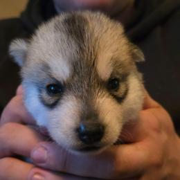Weezer - Gray and white male Siberian Husky puppy in Le Sueur, Minnesota from Tevana Siberians LLC