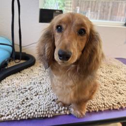 Charlie - Dachshund