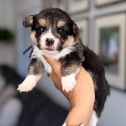 Bubbles - Black and tan female Pembroke Welsh Corgi puppy in Moreno Valley, California from House of Paws & Co.