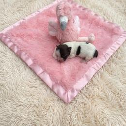 Bo Peep - Parti female Miniature Schnauzer puppy in Salisbury, North Carolina from Truffle Tail Schnauzers