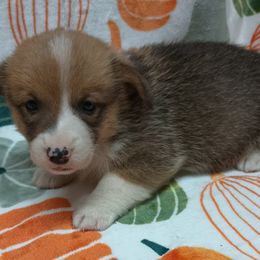 Pembroke Welsh Corgi Puppies from Episode Corgis
