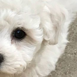 Bichon Frises, Shichons, and Shih Tzus from IDREAMOFPUPPIES
