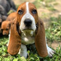 McCormick - Mahogany and white male Basset Hound puppy in West Chester, Ohio from Bed-N-Bassets