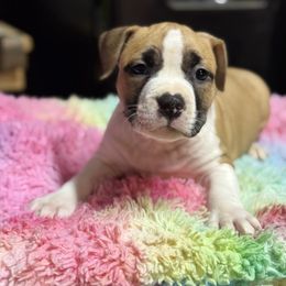 Puppy6 - Red male American Staffordshire Terrier puppy in Georgia from Ynez Kennels